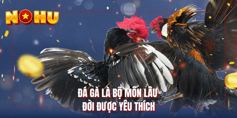 Đá gà là bộ môn lâu đời được yêu thích